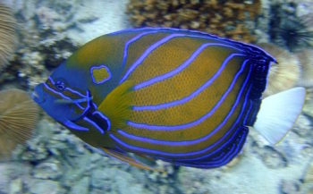Colourful Tropical Fish